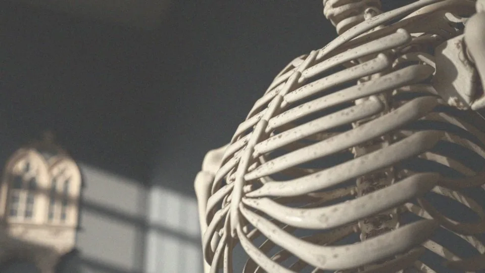 Szkielet człowieka – opis budowy i funkcji